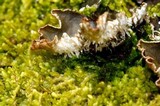 Peltigera polydactylon image