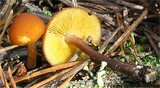 Gymnopilus picreus image