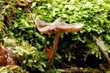 Entoloma translucidum image