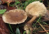 Ampulloclitocybe clavipes image