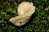 Hydnum crocidens var. wellingtonii image
