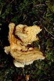 Hydnum crocidens var. wellingtonii image