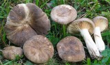 Lactarius pterosporus image