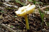 Hygrocybe striatolutea image