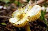 Hygrocybe striatolutea image