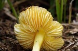 Hygrocybe striatolutea image