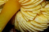 Hygrocybe striatolutea image