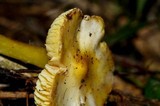 Hygrocybe striatolutea image