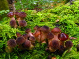 Armillaria gallica image