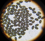 Psathyrella bipellis image