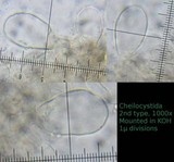 Psathyrella bipellis image