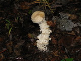 Hypomyces hyalinus image