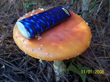 Amanita persicina image