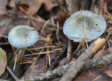 Stropharia aeruginosa image