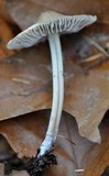 Mycena galericulata image