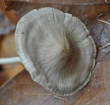 Mycena galericulata image