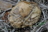 Suillus bovinus image