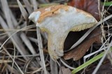 Suillus bovinus image