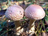 Amanita persicina image