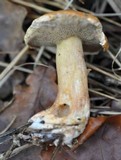 Suillus bovinus image