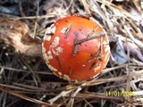 Amanita persicina image