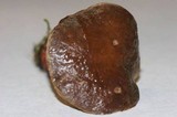Boletus zelleri image