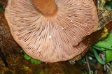 Lactarius subflammeus image
