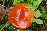 Lactarius subflammeus image