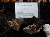 Hydnellum aurantiacum image