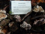 Hydnellum peckii image
