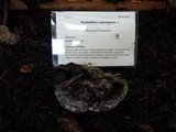 Hydnellum caeruleum image