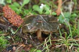 Phaeocollybia olivacea image