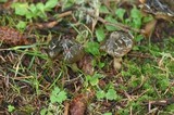 Phaeocollybia olivacea image