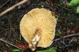 Tricholomopsis rutilans image