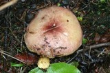 Tricholomopsis rutilans image