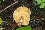 Tricholomopsis rutilans image