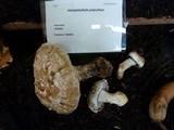 Hemipholiota populnea image