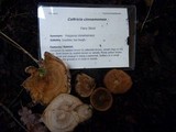 Coltricia cinnamomea image