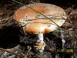 Amanita persicina image