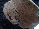 Suillus lakei image