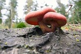 Gymnopilus luteofolius image