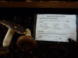 Russula brunneola image