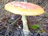 Amanita persicina image