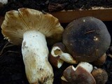 Russula brunneola image