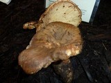 Tapinella atrotomentosa image