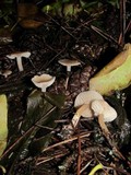 Clitocybe fragrans image
