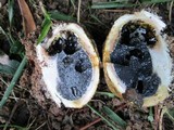 Scleroderma hypogaeum image