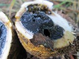 Scleroderma hypogaeum image