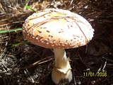 Amanita persicina image