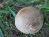 Scleroderma cepa image
